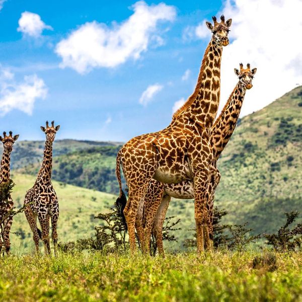 Oko w Oko z Ngorongoro