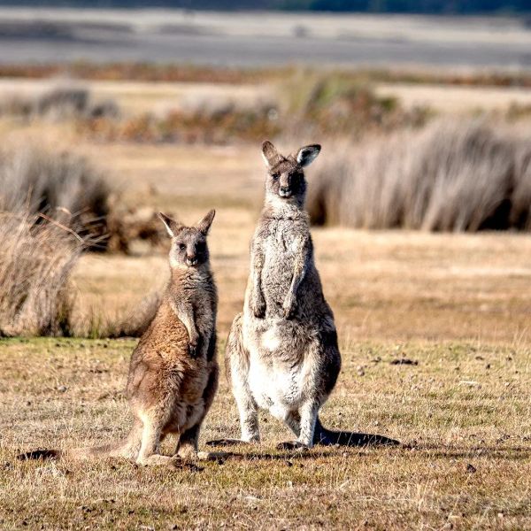 Duet Idealny: Australia i Tasmania