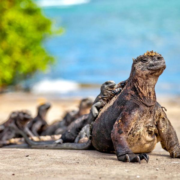 Dalej być nie może - Galapagos i Wyspa Wielkanocna