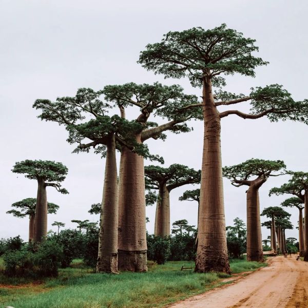 Madagaskar - Lemury i Wyspa Sainte Marie
