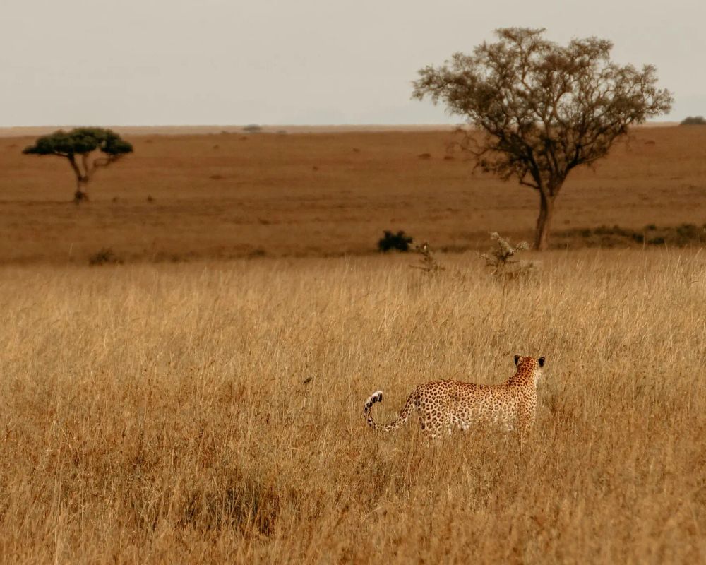 Safari i rajska wyspa