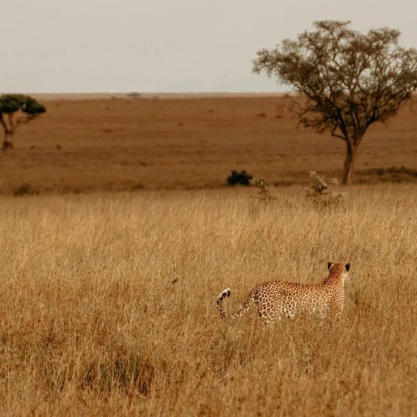 Safari i rajska wyspa