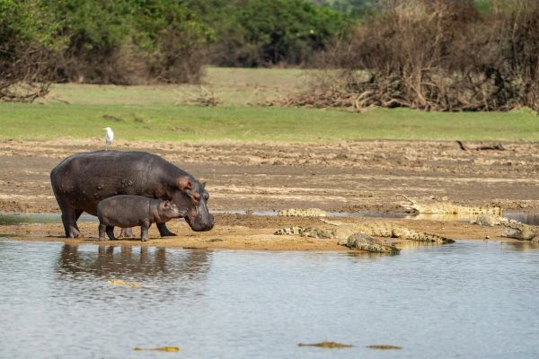 Safari i rajska wyspa