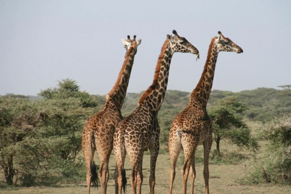 Afrykańska przygoda - Serengeti i Zanzibar