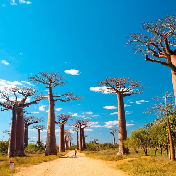 Madagaskar aleja baobabów i parki narodowe