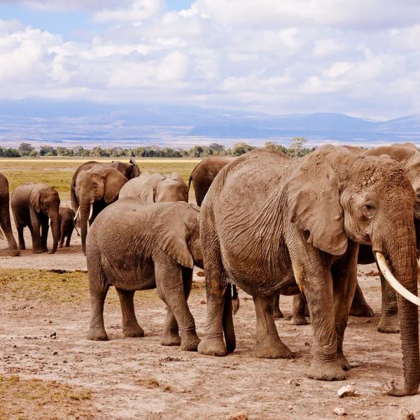 Kenia - Wielka Migracja w Kenii