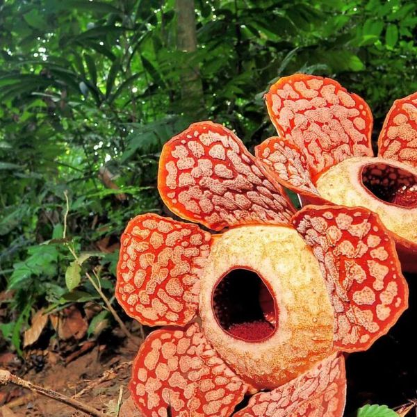 Malezja Borneo Sabah i Sarawak Singapur