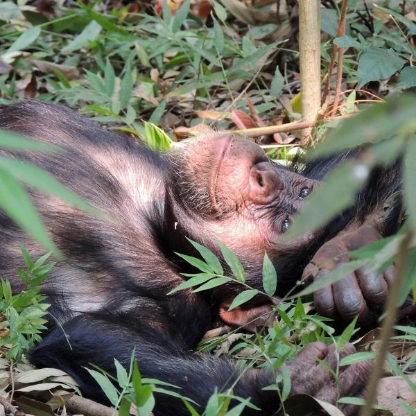 Tanzania - Niezbadana Tanzania Szympansy i Safari