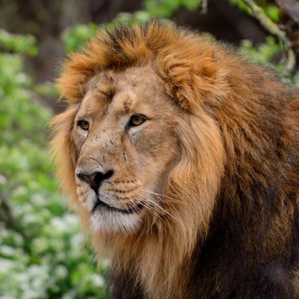 Tanzania - Dzika Natura Afryki