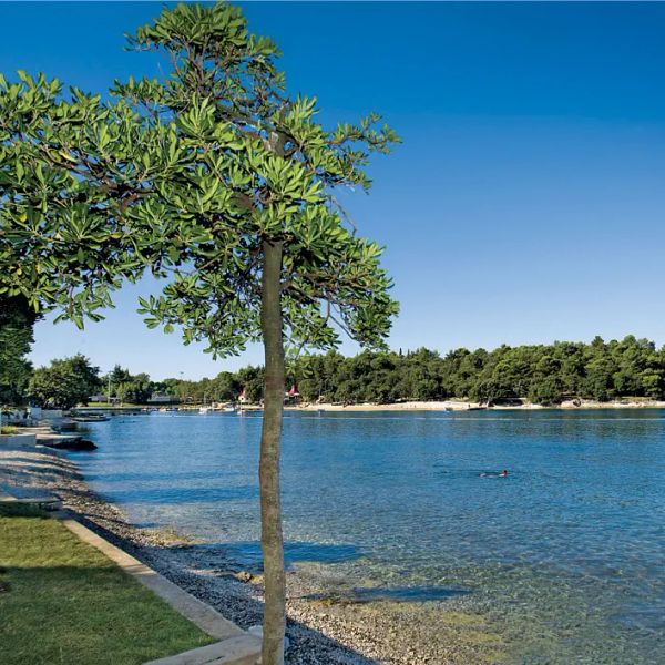 Zorna Plava Laguna