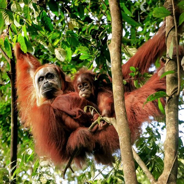 Śladami orangutanów - tropikalna wyprawa Sumatra Penang