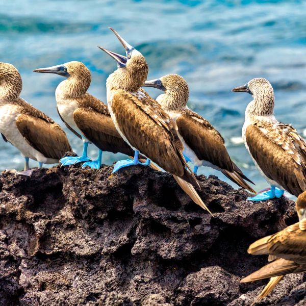 Endemiczny świat - Galapagos