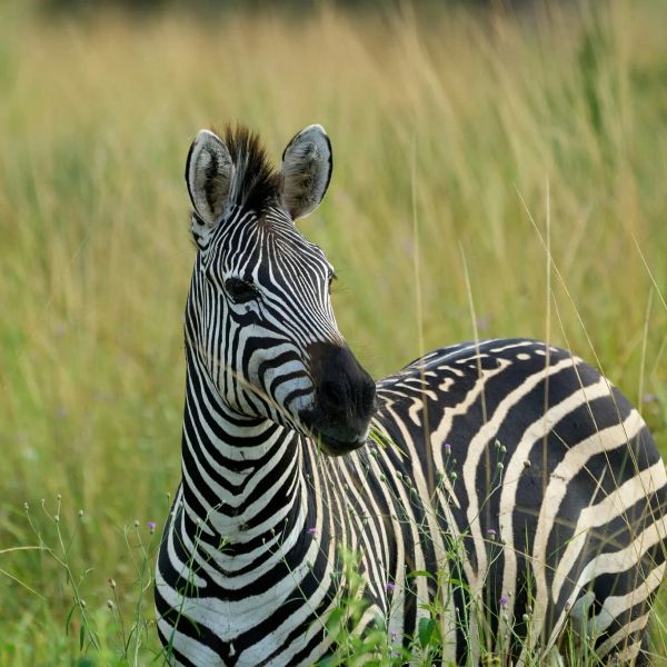 Wodospady Wiktorii - Botswana i Zambia