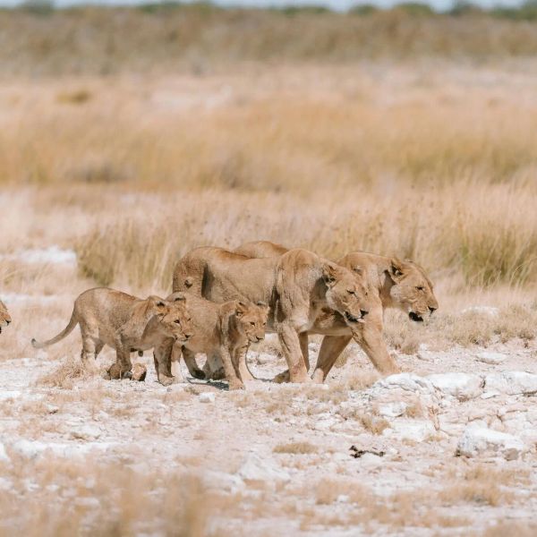 RPA i Namibia - Od Wybrzeża do Pustyni