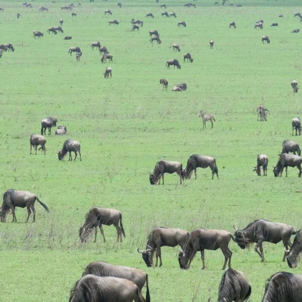 Tanzania - Wielkie Migracje dla koneserów + wyspa Mafia
