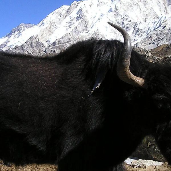 Nepal - Bhutan - Bangladesz