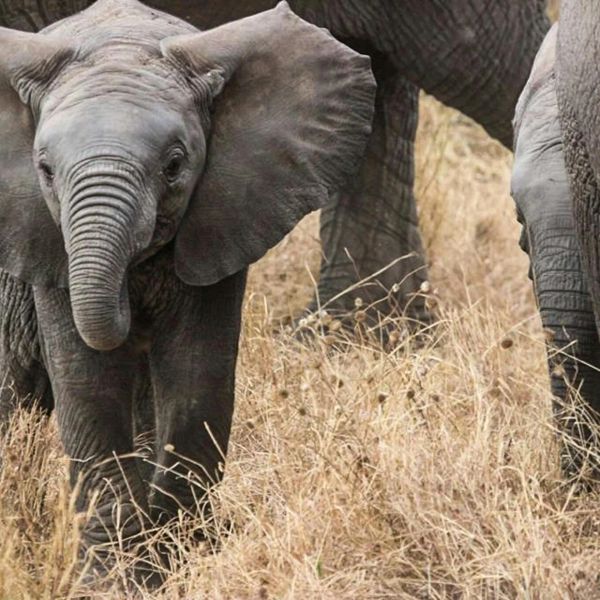 Tanzania - Tanzania Wielka migracja Mara