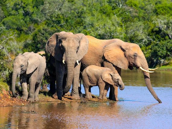 Afrykański Express i Wodospady Wiktorii