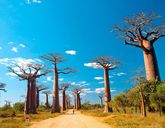 Madagaskar - aleja baobabów i parki narodowe