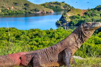 Indonezja - Śladami smoków z Komodo