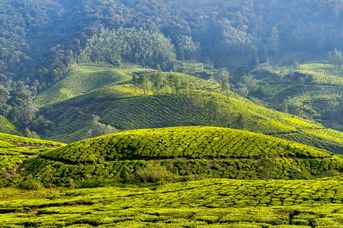 Gruzja, Turcja - Turecka kawa i herbaciane Batumi