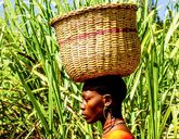 Królestwa ludów Diola