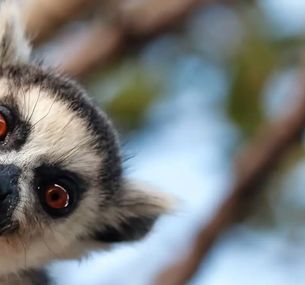 zdjęcie oferty Natura Lemura