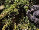 Uganda - Tropem Goryli