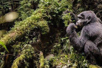 Uganda - Tropem Goryli