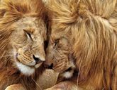 Senegambia - spacer z lwami