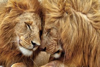 Senegambia - spacer z lwami