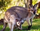 Dookoła Australii