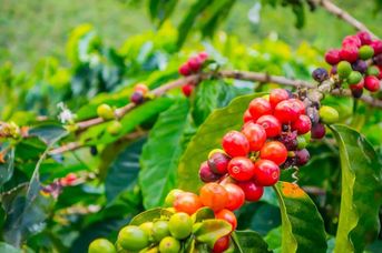 Kolumbia /+Wyspa Baru/