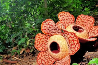 Malezja / Borneo - Sabah i Sarawak/ - Singapur