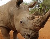 Namibia - Botswana - Zimbabwe