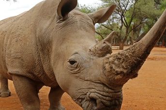 Namibia - Botswana - Zimbabwe