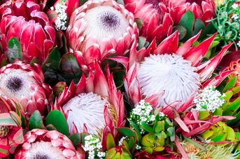 RPA /+ wycieczka do Suazi/