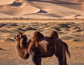 Mongolia /Syberia + Gobi/