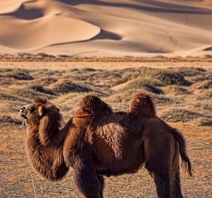 zdjęcie oferty Mongolia /Syberia + Gobi/