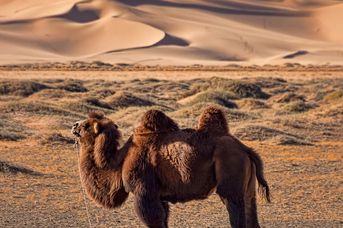 Mongolia /Syberia + Gobi/