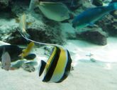 Japonia /+ wypoczynek na Okinawie/