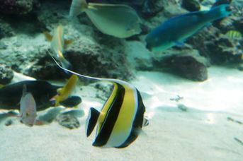 Japonia /+ wypoczynek na Okinawie/