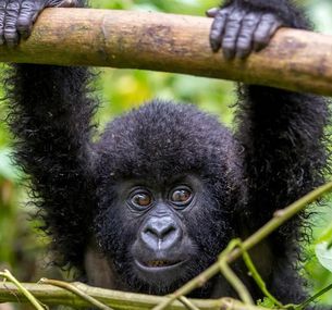 zdjęcie oferty Rwanda - Uganda