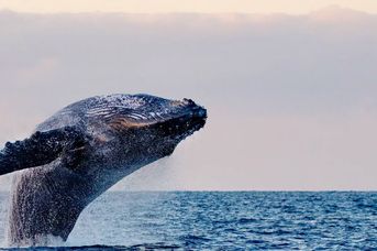 Brazylijskie wybrzeże wielorybów