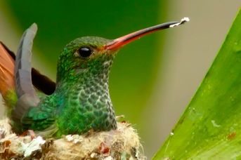 Kolumbia /+ Cano Cristales i Wyspa Baru/ dla koneserów