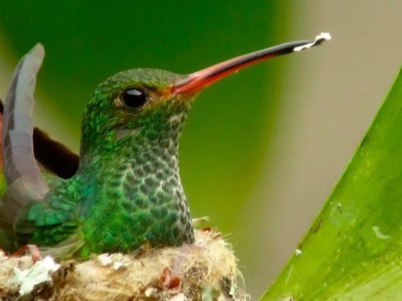 Kolumbia /+ Cano Cristales i Wyspa Baru/ dla koneserów