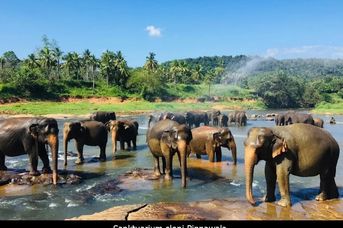 Złoty Cejlon - świątynie, słonie i ocean / zwiedzanie + wypoczynek w Club Bentota/