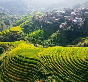 zdjęcie oferty Chiny Caluśkie