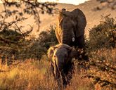 Afrykańska Przygoda Platinum