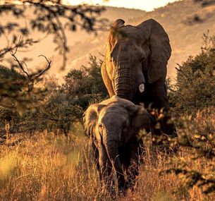 zdjęcie oferty Afrykańska Przygoda Platinum